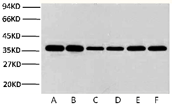 GAPDH Mouse Monoclonal Antibody