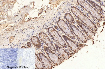 GAPDH Mouse Monoclonal Antibody