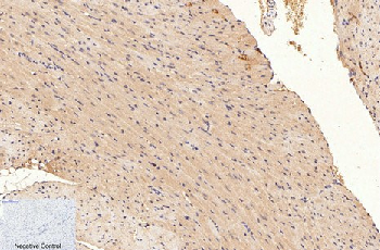 GAPDH Mouse Monoclonal Antibody