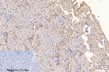 GAPDH Mouse Monoclonal Antibody