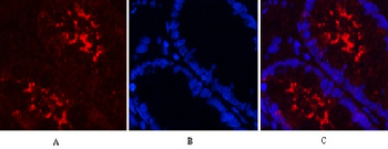 GAPDH Mouse Monoclonal Antibody