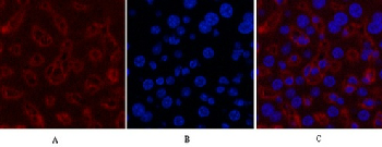 GAPDH Mouse Monoclonal Antibody