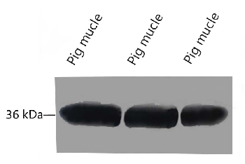 GAPDH Mouse Monoclonal Antibody
