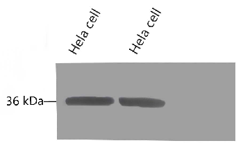 GAPDH Mouse Monoclonal Antibody