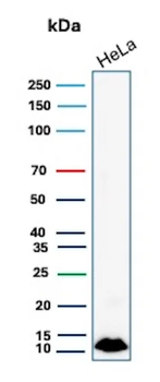 S100A4 Antibody