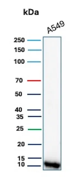 S100A4 Antibody