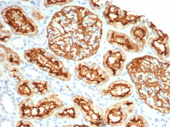 MME Antibody