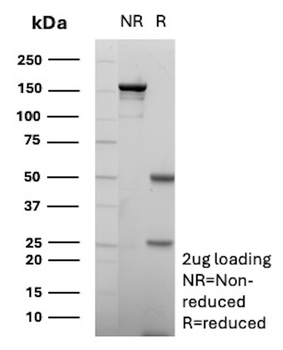 MME Antibody