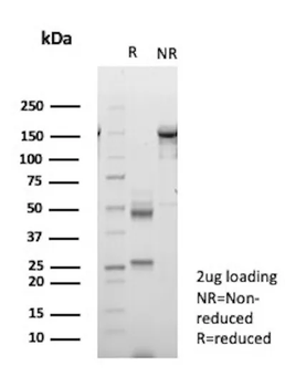ANPEP Antibody