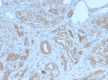 GLG1 Antibody