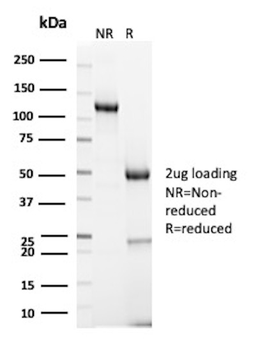 GLG1 Antibody
