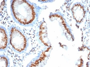 GLG1 Antibody