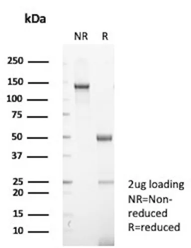 GLG1 Antibody