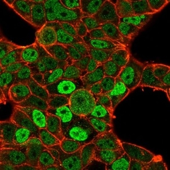 QKI Antibody