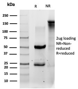 QKI Antibody