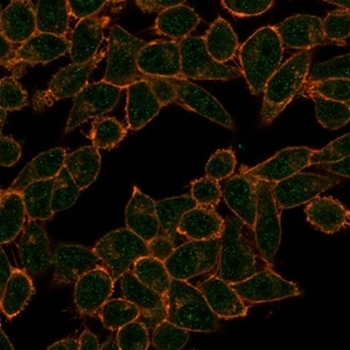 HDAC3 Antibody