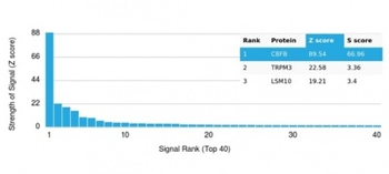 CBFB Antibody