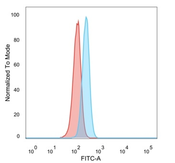 CBFB Antibody