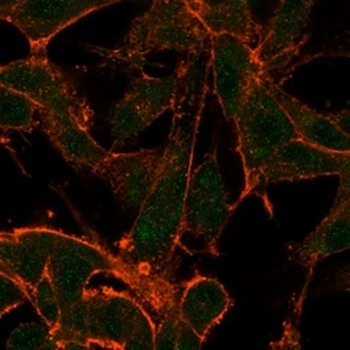 MED22 Antibody