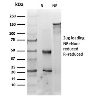 MED22 Antibody