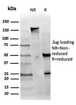 MED22 Antibody