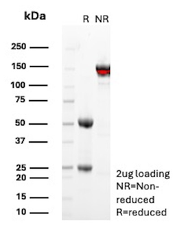SDC1 Antibody