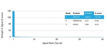 ZNF704 Antibody