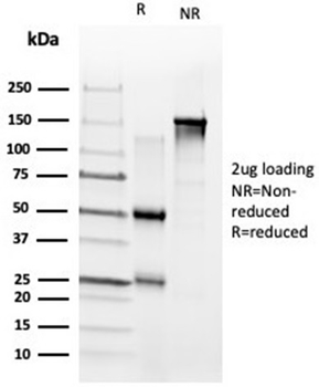 ZNF704 Antibody