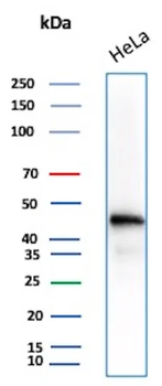 ACTB Antibody