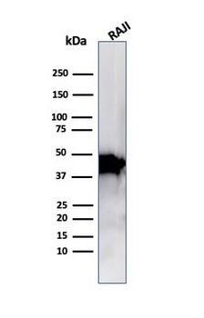 ACTB Antibody