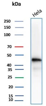 ACTB Antibody