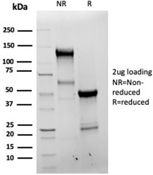 BCL2L1 Antibody
