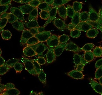 MAPK1 Antibody
