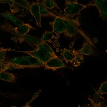 PRMT7 Antibody