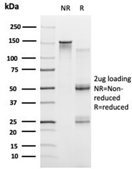 PRMT7 Antibody