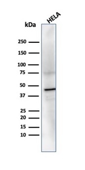 PRMT7 Antibody