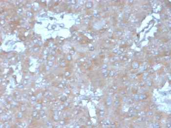 IL15 Antibody