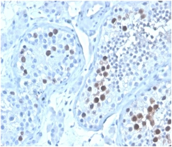 GMNN Antibody