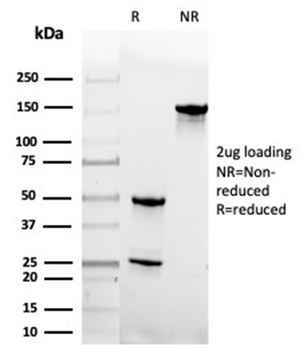 GMNN Antibody