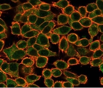 NEUROD2 Antibody