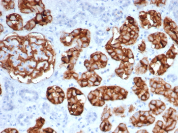 MME Antibody