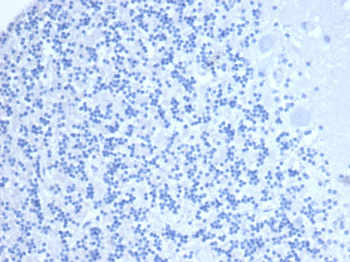MME Antibody