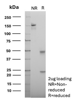 MME Antibody