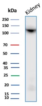 MME Antibody