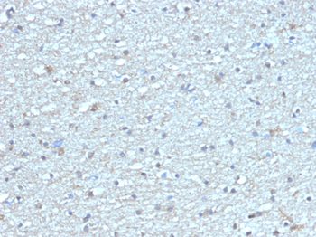 LEPR Antibody