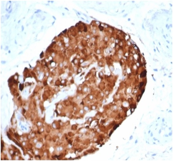 INHA Antibody