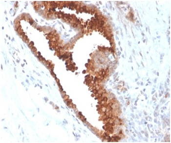 AQP4 Antibody