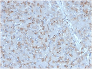 IL15 Antibody