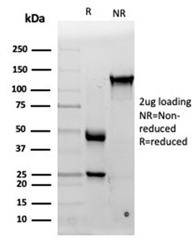 IL15 Antibody