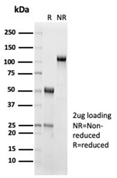 IL15 Antibody